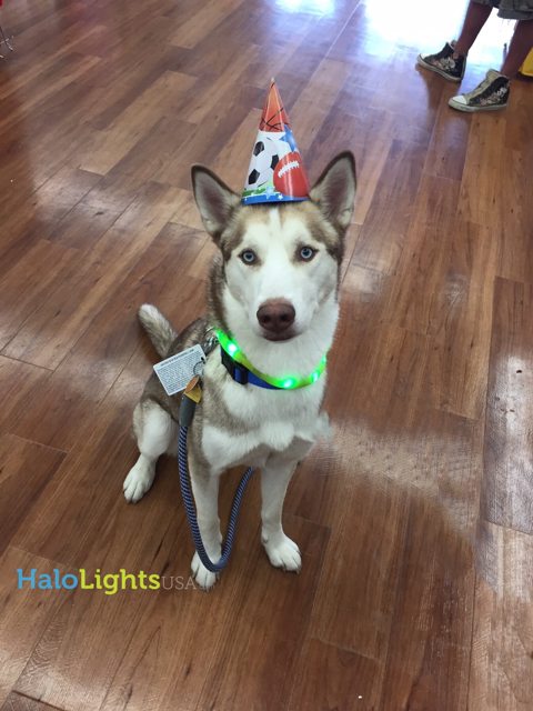 Apollo wearing a party hat and his green Halo collar — 2015