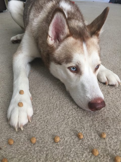 Apollo patiently waiting with treats on his paw — 2015