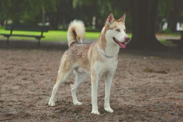 Apollo standing happily at the park — 2015
