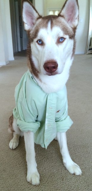 Apollo dressed in a pale green shirt — Year unknown