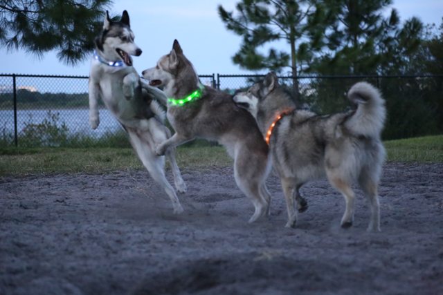Apollo playing with two other dogs in glowing collars — 2015