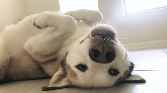 Apollo lying upside down with his paws tucked in — Year unknown