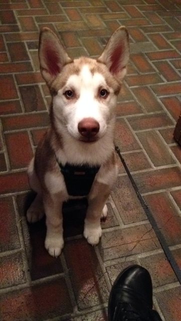 Puppy Apollo sitting on brick paving in his harness — Year unknown